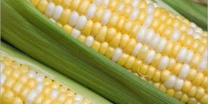 Fresh Yellow Corn
