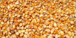 Yellow Maize Cattle Feed