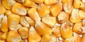 Yellow Maize Seeds