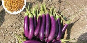 Durga CB12 Hybrid Brinjal Seeds