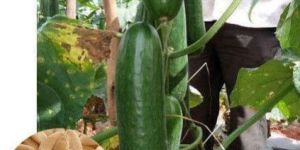Hybrid Cucumber Seeds