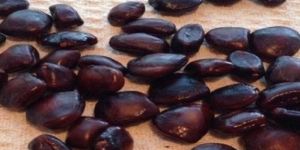 Dried Tamarind Seeds