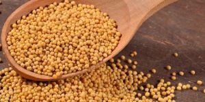 Yellow Mustard Seeds