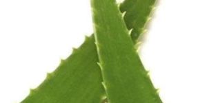 Aloe Vera Leaves