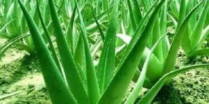 Aloe Vera Plant