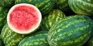 Hybrid Watermelon