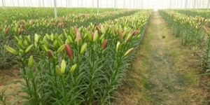 Natural Ventilated Poly House