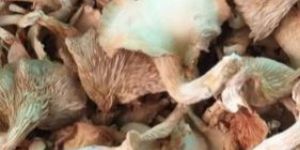 Dried Oyster Mushroom