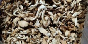 Organic Dry Oyster Mushroom