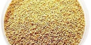 Hybrid Millet Seeds