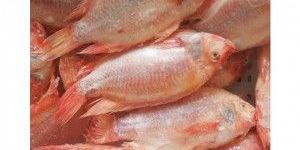Frozen Tilapia Fish