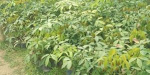 Rubber Plants
