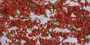 Organic Dried Red Chili