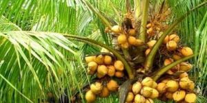 Dwarf Coconut Tree