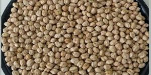 Chickpeas