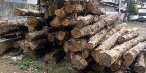 Teak Wood Logs