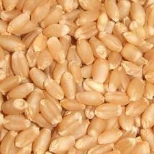 Lokwan Wheat