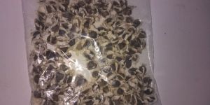 Moringa Seed with out Shell
