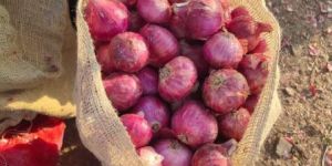 Fresh Red Onion