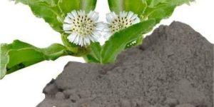Bhringraj Powder