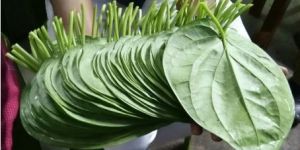 Betel Leaves