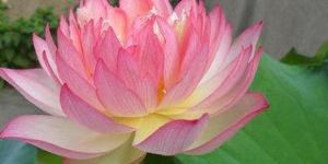 Lotus Flower