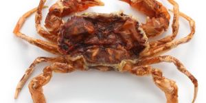 Shelled Crabs