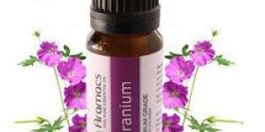 Geranium Oil