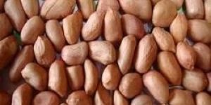 Peanut Seed