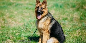 Canine Brigade Security Services