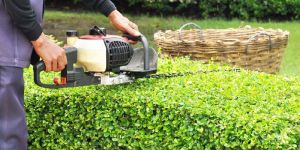 Landscaping & Gardening Services