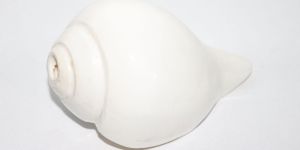 Divya Shakti Vamavarti Shankh