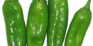 Fresh Nandita Jalapeno Green Chilli