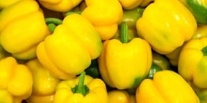 Fresh Yellow Capsicum