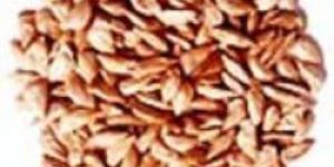 Cedrus Deodara Seeds