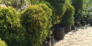 Golden Pine Plant