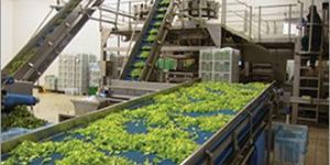 Vegetable Processing Plant