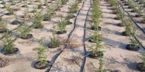 Drip Irrigation Systems