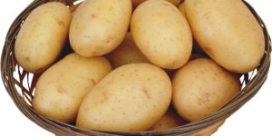 Fresh Indian Potato