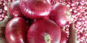 Fresh Red Onion