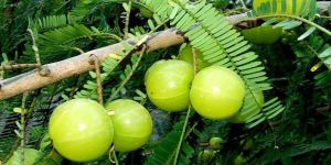 Dry Amla