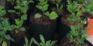 Horticulture Vermiculite