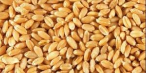 Lokwan Wheat