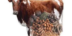 Cattle Feed Supplement