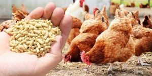 Poultry Feed Functional Application