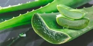 Aloe Vera Extract