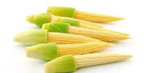 Baby Corn