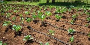 Water Drip Irrigation System