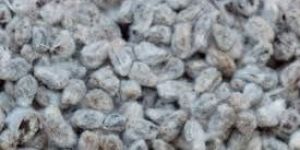 Cotton Seed