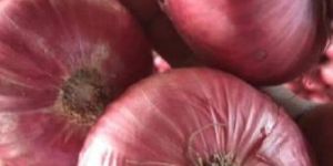 Big Size Onion
